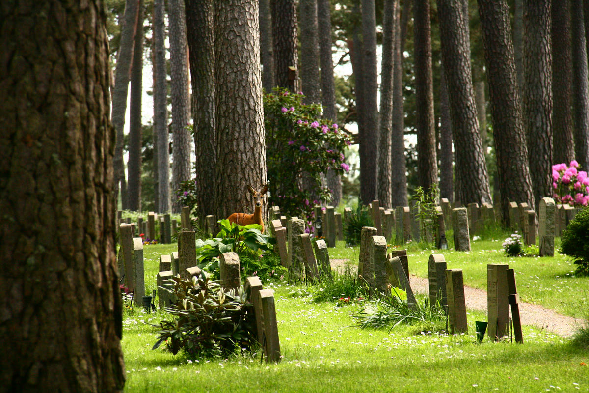 A doe in a graveyard with trees and grass